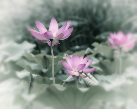 禅意荷花