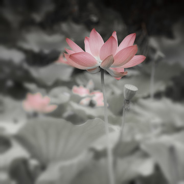 禅意荷花