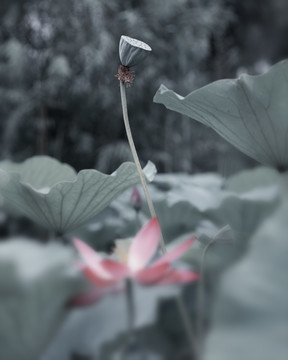 禅意荷花