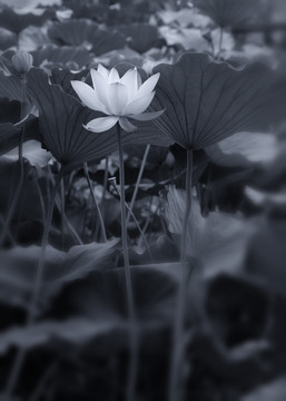 荷花