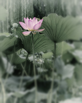 荷花