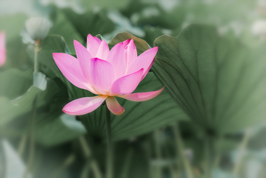 荷花