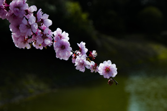 桃花