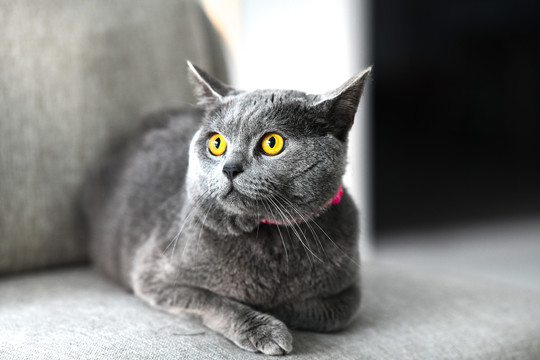 英短蓝猫