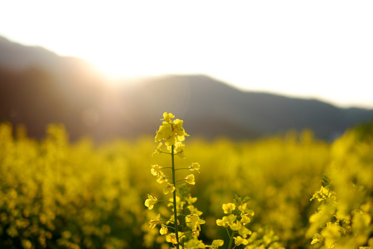 油菜花