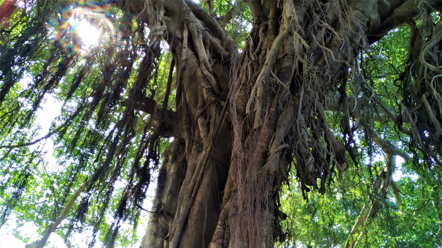大榕树