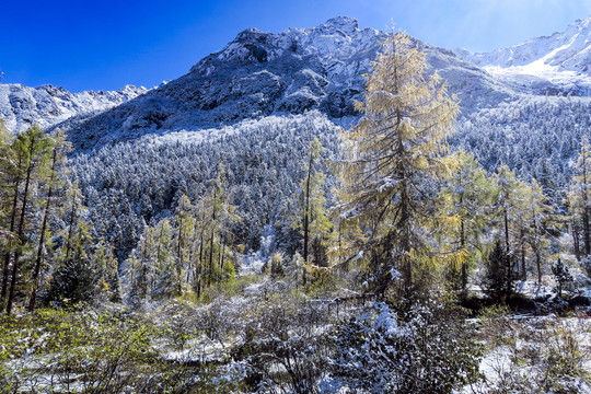 川西毕棚沟雪山风光