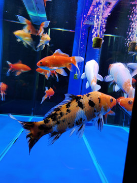 锦鲤