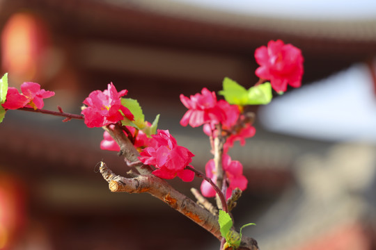 树枝上的花朵