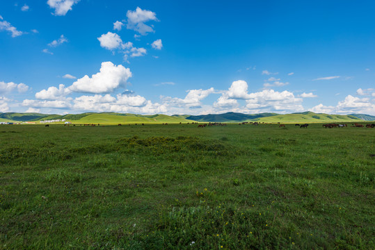 乌兰布统坝上草原风景056