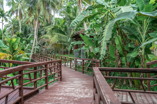 海南热带雨林森林木屋栈道景区