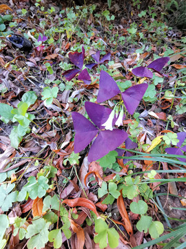 引进栽培观赏新品种紫叶酢浆草