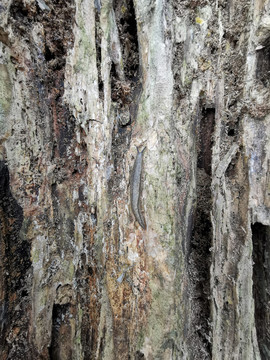 蛞蝓爬行在白蚁侵蚀的树木上