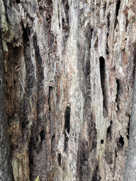 白蚁侵蚀树木痕迹