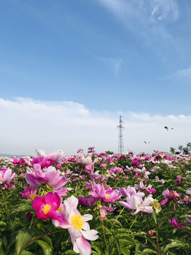 芍药花海