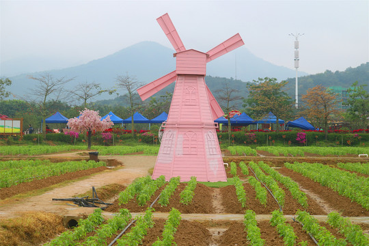 春游旅游花朵图片