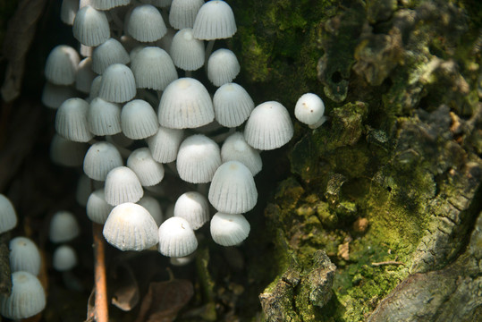 密集的白色野菌