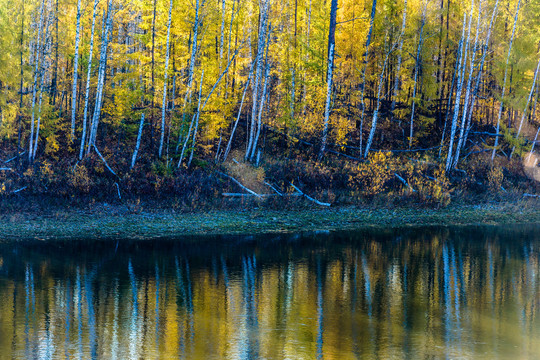 秋季河边白桦林