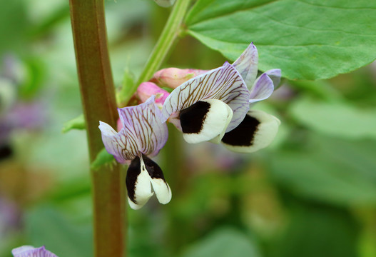 豌豆花