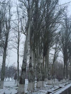 冬天的白杨树