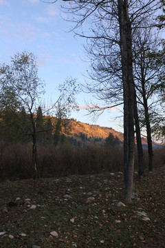 远山树林