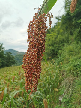 饱满的高粱
