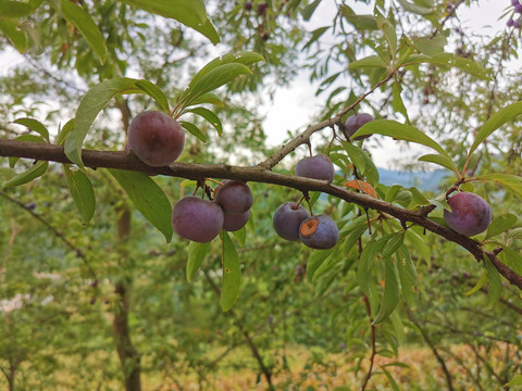 李子树