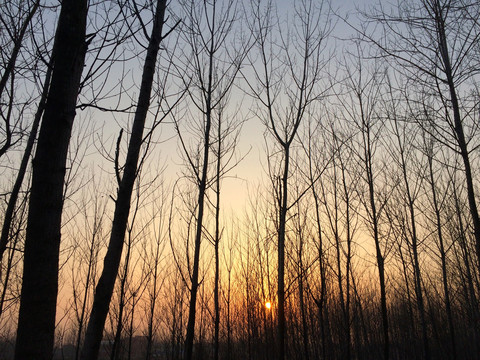 夕阳树林