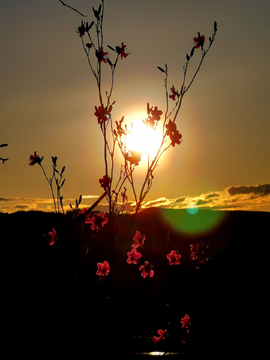 夕阳下的杜鹃花