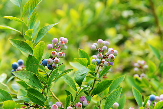 蓝莓种植基地