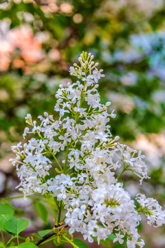 木犀科植物白丁香花