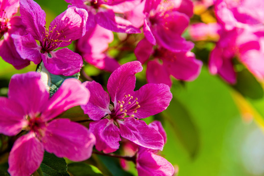 蔷薇科植物垂丝海棠花