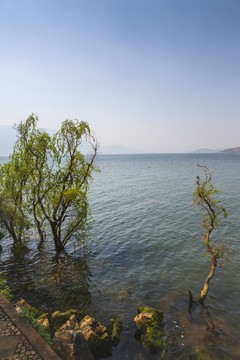 大理洱海蓝天树自然生态景观