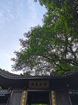 福田花雨