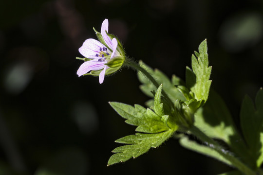 老鹳草花