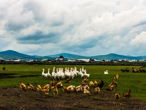 山村农家散养鸡群鹅群