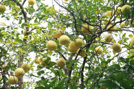 硕果累累柚子树上的柚子