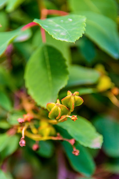 蔷薇科植物白鹃梅的果实