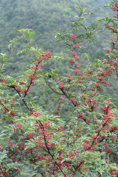 花椒