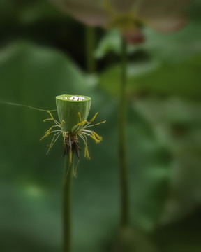 荷花
