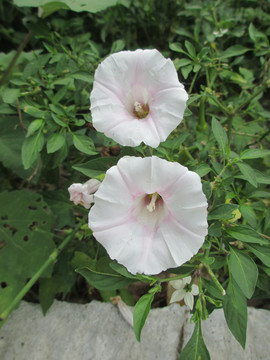 牵牛花