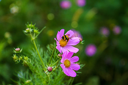 格桑花