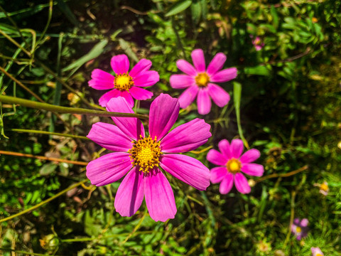 波斯菊