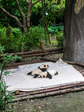 熊猫幼崽