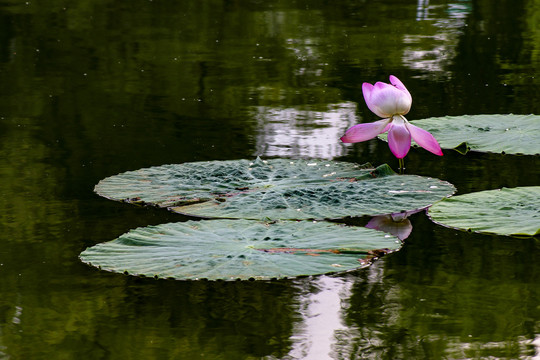 荷花