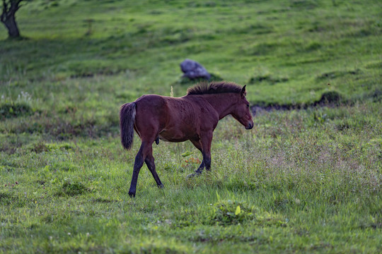 草原上的一匹马