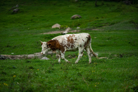 一头草原上的牛