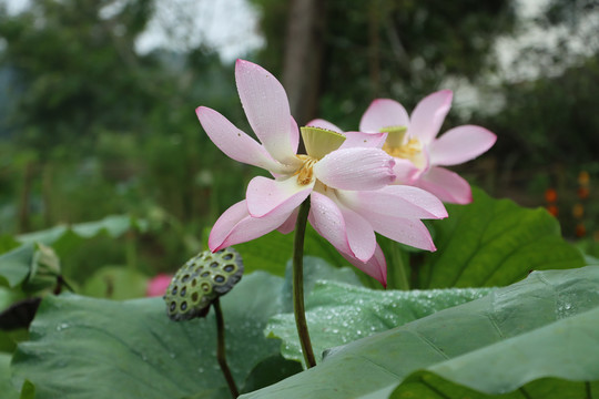 荷花