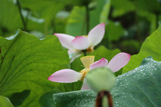 荷花