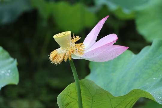 荷花凋零